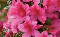 Pride Of Mobile Azalea - 1 Gallon Pot 11 Pride Of Mobile Azalea - 1 Gallon Pot -Garden Outdoor Plant Store Azalea Pride of Mobile 15