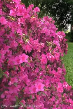 Pride Of Mobile Azalea - 1 Gallon Pot 9 Pride Of Mobile Azalea - 1 Gallon Pot -Garden Outdoor Plant Store Azalea Pride of Mobile 21