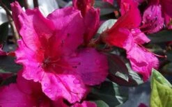 Red Formosa Azalea - 1 Gallon Pot 11 Red Formosa Azalea - 1 Gallon Pot -Garden Outdoor Plant Store Azalea Red Formosa 1
