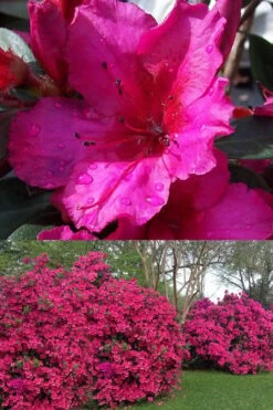 Red Formosa Azalea - 1 Gallon Pot 10 Red Formosa Azalea - 1 Gallon Pot -Garden Outdoor Plant Store Azalea Red Formosa 1 500x750 2