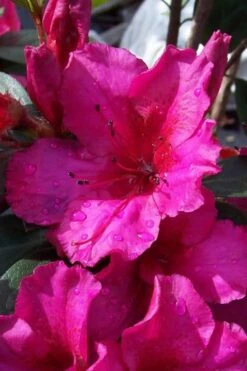 Red Formosa Azalea - 1 Gallon Pot