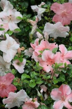 Sir Robert Dwarf Azalea - 6 Pack Of 1 Gallon Pots 12 Sir Robert Dwarf Azalea - 6 Pack Of 1 Gallon Pots -Garden Outdoor Plant Store Azalea Sir Robert 12