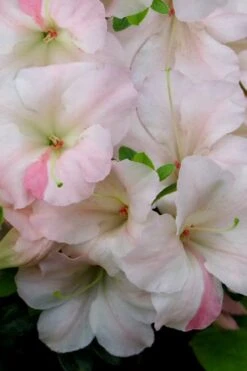 Sir Robert Dwarf Azalea - 6 Pack Of 1 Gallon Pots 11 Sir Robert Dwarf Azalea - 6 Pack Of 1 Gallon Pots -Garden Outdoor Plant Store Azalea Sir Robert 20