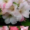 Sir Robert Dwarf Azalea - 6 Pack Of 1 Gallon Pots -Garden Outdoor Plant Store Azalea Sir Robert 3 500x750 1