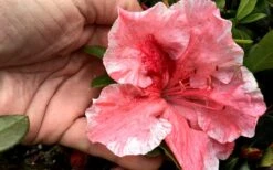 Tama No Hada Azalea - 1 Gallon Pot -Garden Outdoor Plant Store Azalea Tama No Hada Closeup