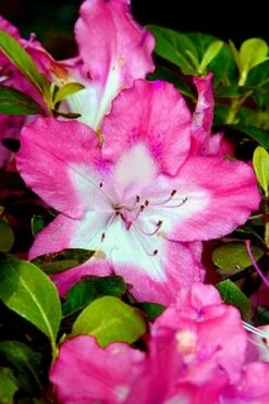 Vibrant Azalea (Harris Hybrid) - 1 Gallon Pot -Garden Outdoor Plant Store Azalea Vibrant 1