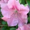 Watchet Dwarf Pink Azalea - 1 Gallon Pot -Garden Outdoor Plant Store Azalea Watchet 2