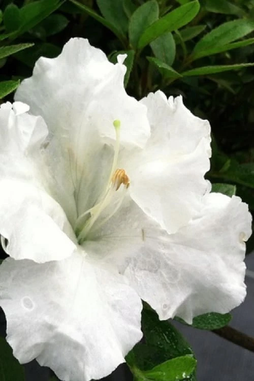 Gumpo White Dwarf Azalea - 2 Gallon Pot 3 Gumpo White Dwarf Azalea - 2 Gallon Pot