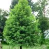Bald Cypress Tree (Taxodium Distichum) - 1 Gallon Pot -Garden Outdoor Plant Store Bald Cypress 1