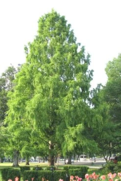 Bald Cypress Tree (Taxodium Distichum) - 1 Gallon Pot -Garden Outdoor Plant Store Bald Cypress 3
