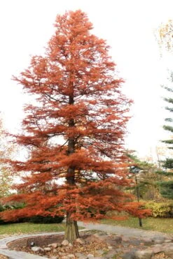 Bald Cypress Tree (Taxodium Distichum) - 1 Gallon Pot -Garden Outdoor Plant Store Bald Cypress 4