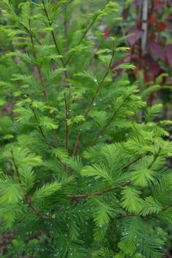 Bald Cypress Tree (Taxodium Distichum) - 1 Gallon Pot -Garden Outdoor Plant Store Bald Cypress 8