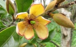 Banana Shrub - 6 Pack Of 1 Gallon Pots 12 Banana Shrub - 6 Pack Of 1 Gallon Pots -Garden Outdoor Plant Store Banana Shrub Flower Closeup