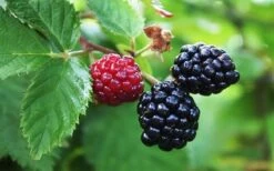 Arapaho Thornless Blackberry - 6 Pack Of 1 Gallon Pots 9 Arapaho Thornless Blackberry - 6 Pack Of 1 Gallon Pots -Garden Outdoor Plant Store Blackberry Arapaho Thornless
