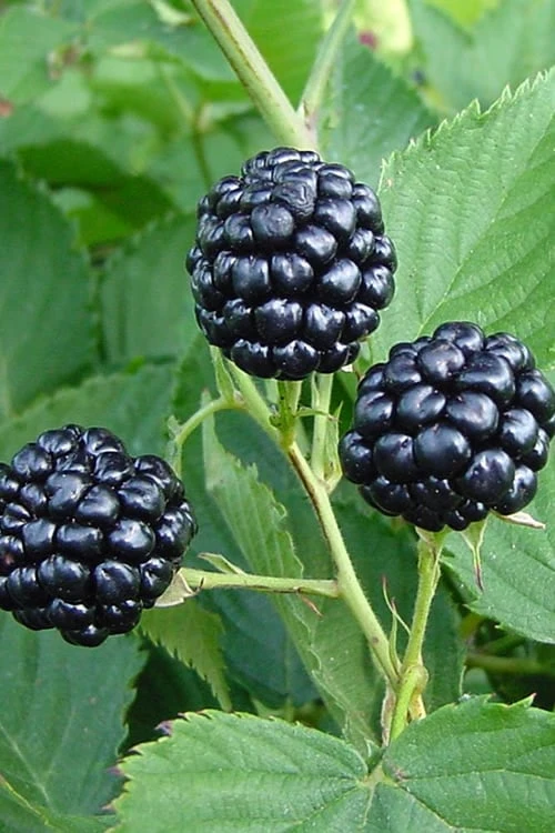 Natchez Thornless Blackberry - 1 Gallon Pot 3 Natchez Thornless Blackberry - 1 Gallon Pot