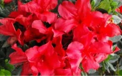 Fireside Red Bloom 'N Again Azalea - 2 Gallon Pot 10 Fireside Red Bloom 'N Again Azalea - 2 Gallon Pot -Garden Outdoor Plant Store Bloom N Again Azalea Fireside Red