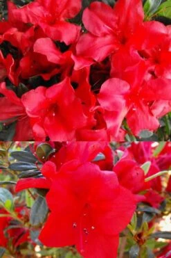 Fireside Red Bloom 'N Again Azalea - 2 Gallon Pot 11 Fireside Red Bloom 'N Again Azalea - 2 Gallon Pot -Garden Outdoor Plant Store Bloom N Again Fireside Red 1 500x750 1
