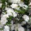 Snowball Bloom 'N Again Azalea - 2 Gallon Pot -Garden Outdoor Plant Store Bloom N Again Snowball 1 500x750 1