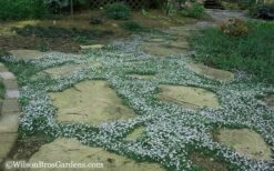 Blue Star Creeper (Laurentia Fluviatilis) - 5 Pack Of Pint Pots -Garden Outdoor Plant Store Blue Star Creeper 20
