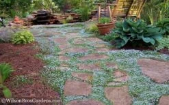 Blue Star Creeper (Laurentia Fluviatilis) - 3 Pack Of Quart Pots -Garden Outdoor Plant Store Blue Star Creeper 21 1