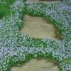 Blue Star Creeper (Laurentia Fluviatilis) - 3 Pack Of Quart Pots -Garden Outdoor Plant Store Blue Star Creeper 22 1