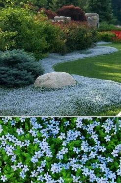 Blue Star Creeper (Laurentia Fluviatilis) - 5 Pack Of Pint Pots -Garden Outdoor Plant Store Blue Star Creeper 24