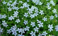 Blue Star Creeper (Laurentia Fluviatilis) - 5 Pack Of Pint Pots -Garden Outdoor Plant Store Blue Star Creeper Laurentia 1