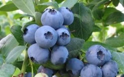 Bless Your Heart Rabbiteye Blueberry - 1 Gallon Pot 9 Bless Your Heart Rabbiteye Blueberry - 1 Gallon Pot -Garden Outdoor Plant Store Blueberry Bless Your Heart