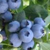 Bless Your Heart Rabbiteye Blueberry - 1 Gallon Pot 1 Bless Your Heart Rabbiteye Blueberry - 1 Gallon Pot -Garden Outdoor Plant Store Blueberry Bless Your Heart 500x750 1