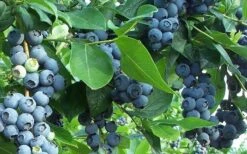 Premier Rabbiteye Blueberry - 1 Gallon Pot -Garden Outdoor Plant Store Blueberry Bush Premier 2