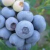 Legacy Highbush Blueberry - 6 Pack Of 1 Gallon Pots 2 Legacy Highbush Blueberry - 6 Pack Of 1 Gallon Pots -Garden Outdoor Plant Store Blueberry Legacy Highbush 1