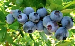 Misty Southern Highbush Blueberry - 3 Gallon Pot -Garden Outdoor Plant Store Blueberry Misty