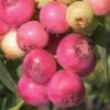 Pink Lemonade Blueberry - 3 Gallon Pot 2 Pink Lemonade Blueberry - 3 Gallon Pot -Garden Outdoor Plant Store Blueberry Pink Lemonade 8