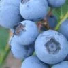 Premier Rabbiteye Blueberry - 1 Gallon Pot 2 Premier Rabbiteye Blueberry - 1 Gallon Pot -Garden Outdoor Plant Store Blueberry Rabbiteye BS 2