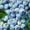 Brightwell Rabbiteye Blueberry - 7 Gallon Pot 2 Brightwell Rabbiteye Blueberry - 7 Gallon Pot -Garden Outdoor Plant Store Blueberry Rabbiteye Brightwell 500x750 2