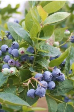 Jubilee Southern Highbush Blueberry - 1 Gallon Pot 9 Jubilee Southern Highbush Blueberry - 1 Gallon Pot -Garden Outdoor Plant Store Blueberry Southern Higbush Jubilee 500x750 2