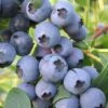 Biloxi Southern Highbush Blueberry - 1 Gallon Pot 1 Biloxi Southern Highbush Blueberry - 1 Gallon Pot -Garden Outdoor Plant Store Blueberry Southern Highbush Biloxi 500x750 1
