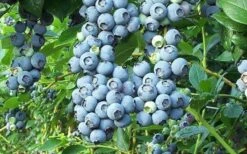 Tifblue Rabbiteye Blueberry - 1 Gallon Pot 9 Tifblue Rabbiteye Blueberry - 1 Gallon Pot -Garden Outdoor Plant Store Blueberry Tifblue 1