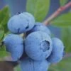 Tifblue Rabbiteye Blueberry - 6 Pack Of 1 Gallon Pots -Garden Outdoor Plant Store Blueberry Tifblue Rev 500x750 1