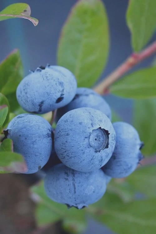 Tifblue Rabbiteye Blueberry - 1 Gallon Pot 3 Tifblue Rabbiteye Blueberry - 1 Gallon Pot