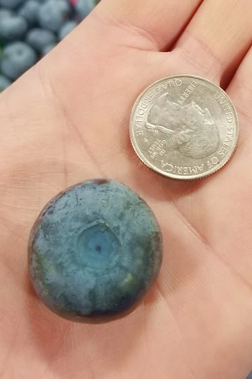 Titan Blueberry - 3 Gallon Pot 3 Titan Blueberry - 3 Gallon Pot