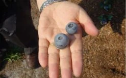 Titan Blueberry - 7 Gallon Pot 12 Titan Blueberry - 7 Gallon Pot -Garden Outdoor Plant Store Blueberry Titan