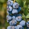 Star Southern Highbush Blueberry - 3 Gallon Pot -Garden Outdoor Plant Store Blueverry Southern Highbush Star 500x750 1