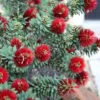 Little John Dwarf Red Bottlebrush (Callistemon Citinus) - 3 Gallon Pot -Garden Outdoor Plant Store Bottlebrush Little John 3
