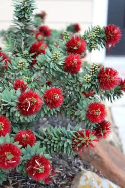 Little John Dwarf Red Bottlebrush (Callistemon Citinus) - 3 Gallon Pot