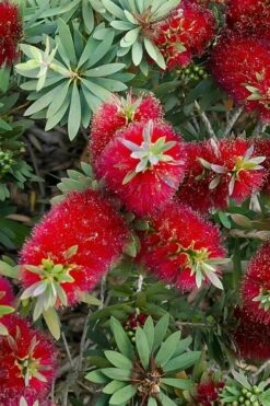 Little John Dwarf Red Bottlebrush (Callistemon Citinus) - 3 Gallon Pot -Garden Outdoor Plant Store Bottlebrush Little John 4