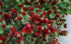 Little John Dwarf Red Bottlebrush (Callistemon Citinus) - 3 Gallon Pot -Garden Outdoor Plant Store Bottlebrush Little John 7