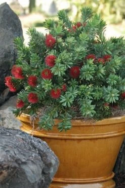 Little John Dwarf Red Bottlebrush (Callistemon Citinus) - 3 Gallon Pot -Garden Outdoor Plant Store Bottlebrush Little John 9