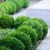 Baby Gem Boxwood - 1 Gallon Pot 1 Baby Gem Boxwood - 1 Gallon Pot -Garden Outdoor Plant Store Boxwood Baby Gem 500x750 1