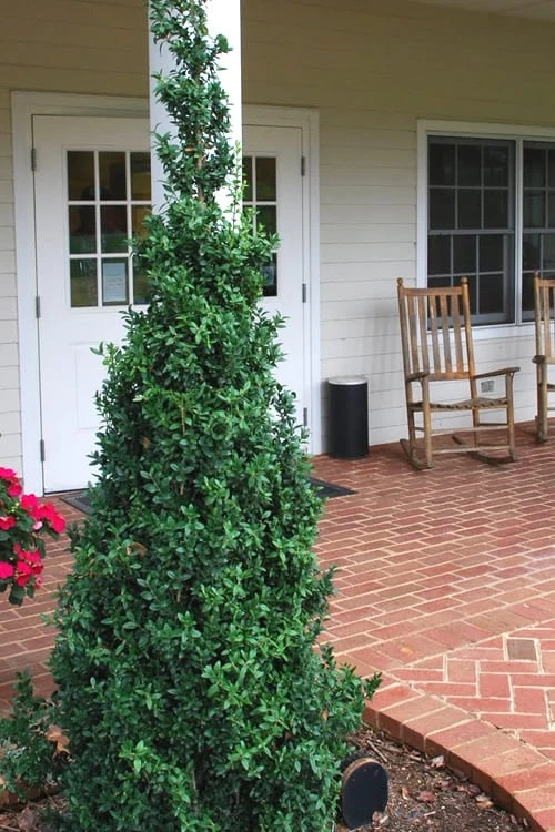 Dee Runk Columnar Boxwood - 2 Gallon Pot 3 Dee Runk Columnar Boxwood - 2 Gallon Pot